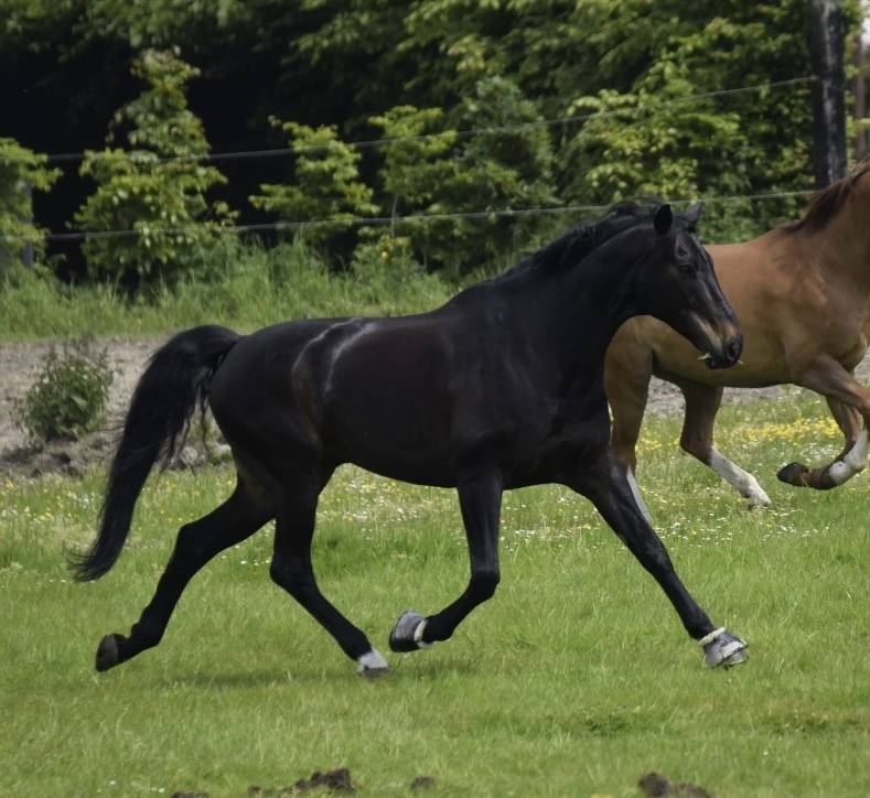 Cheval de dressage - Hongre BWP