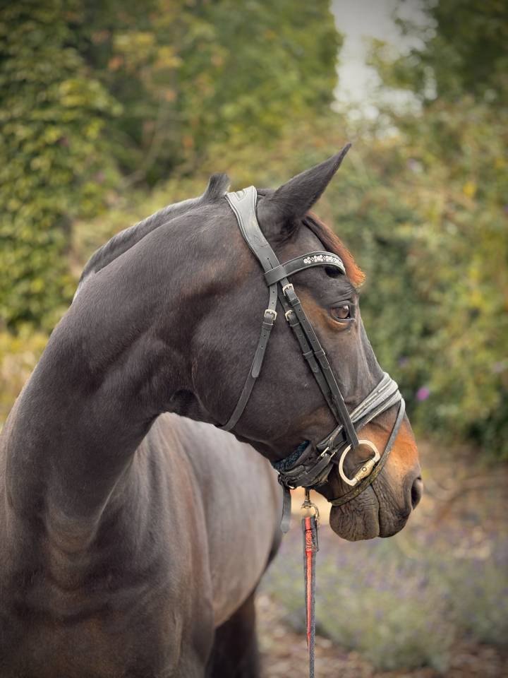 Cheval de dressage - Hongre BWP