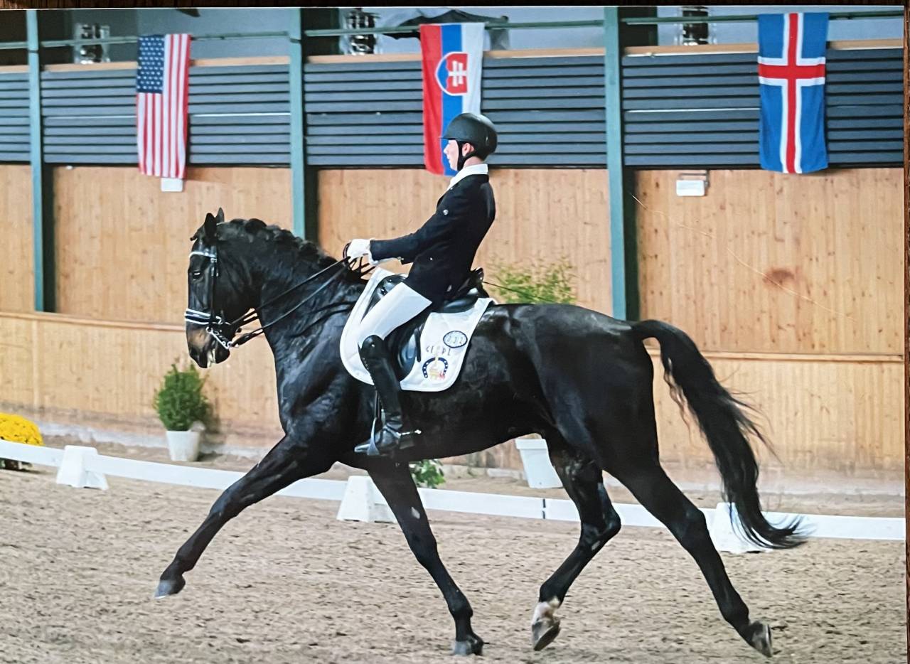 Cheval de dressage - Hongre BWP