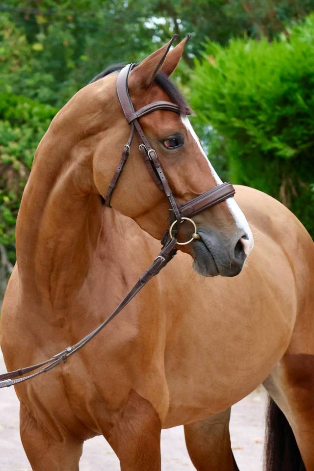 HAELY – SUE VD SNEPPE