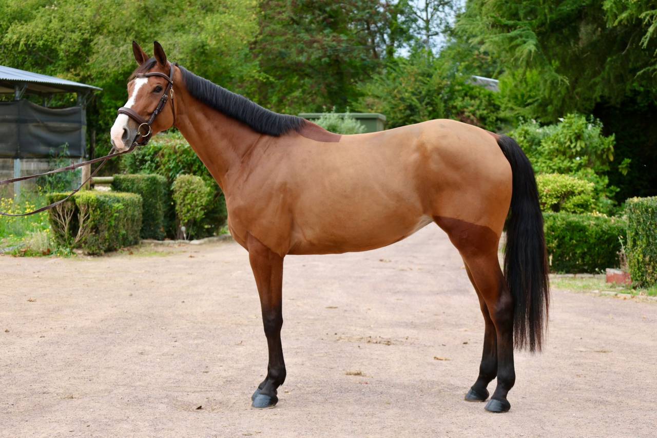 HAELY – SUE VD SNEPPE