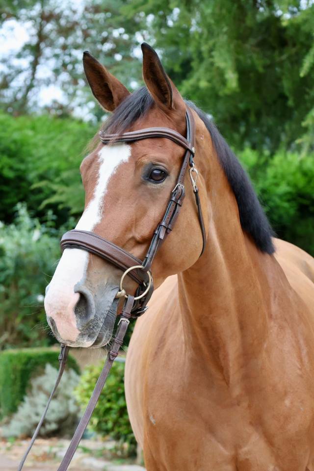 HAELY – SUE VD SNEPPE