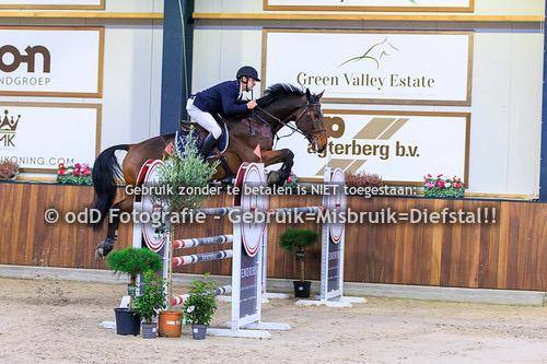 Super hongre de 8 ans gros moyens pour cavalier amateur