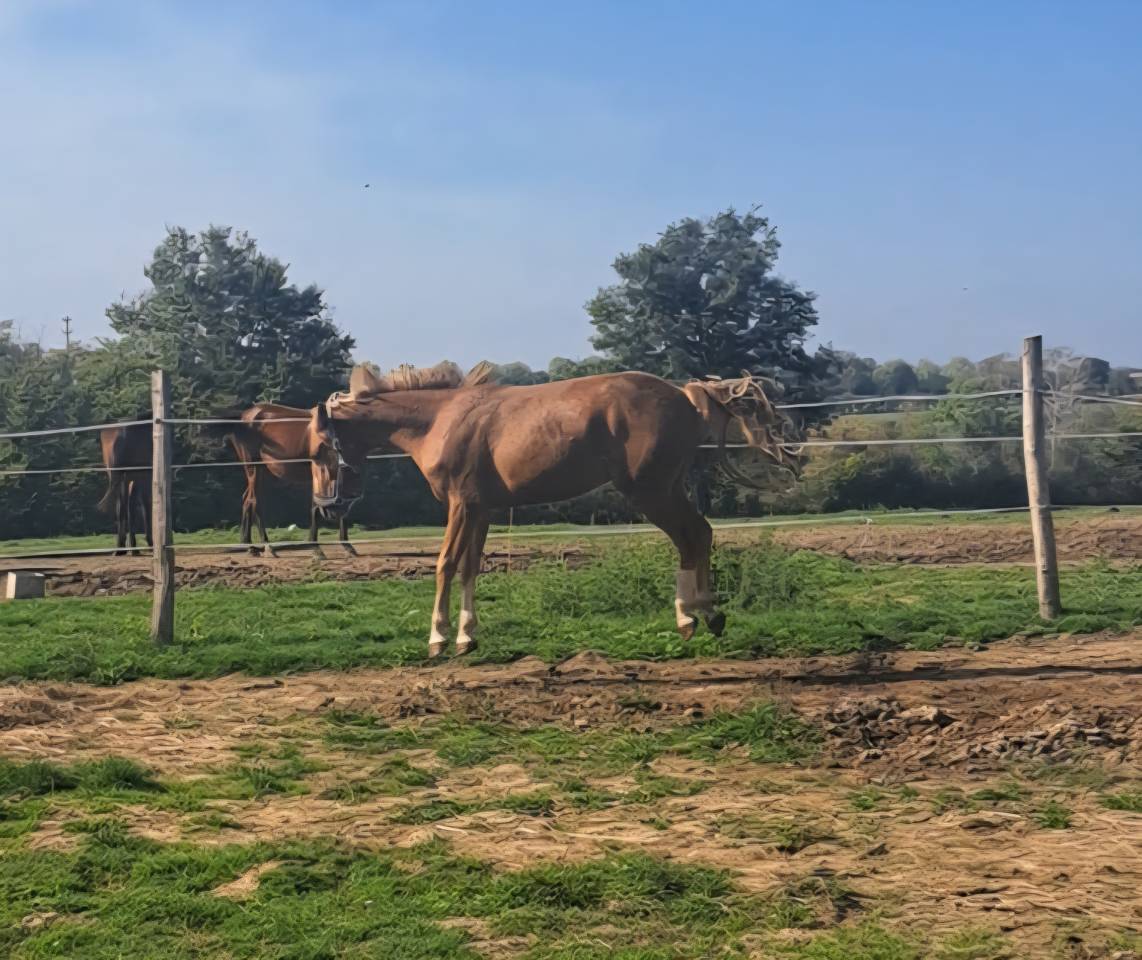 Poney taille D par Dragibus Du Rouget 