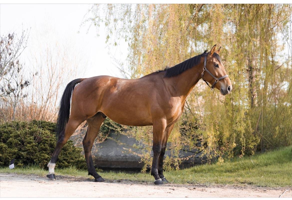 Plusieurs chevaux disponibles 