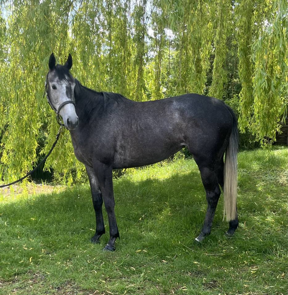 Plusieurs chevaux disponibles 