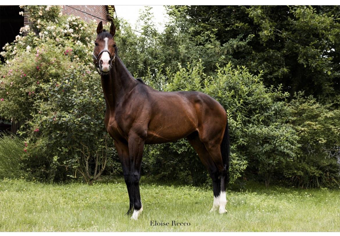 Plusieurs chevaux disponibles 