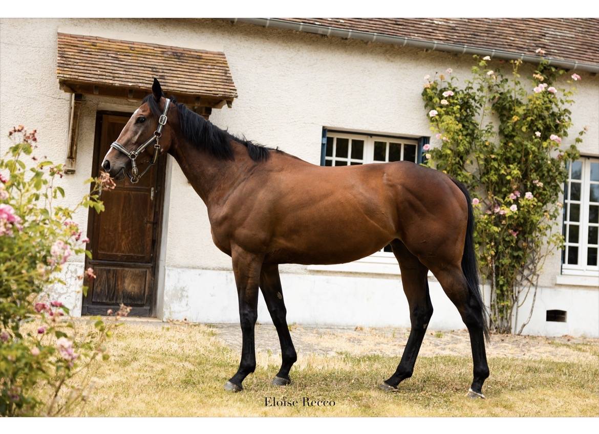 Plusieurs chevaux disponibles 
