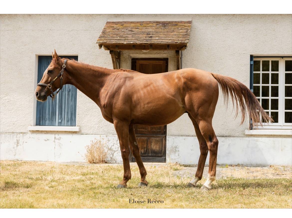 Plusieurs chevaux disponibles 