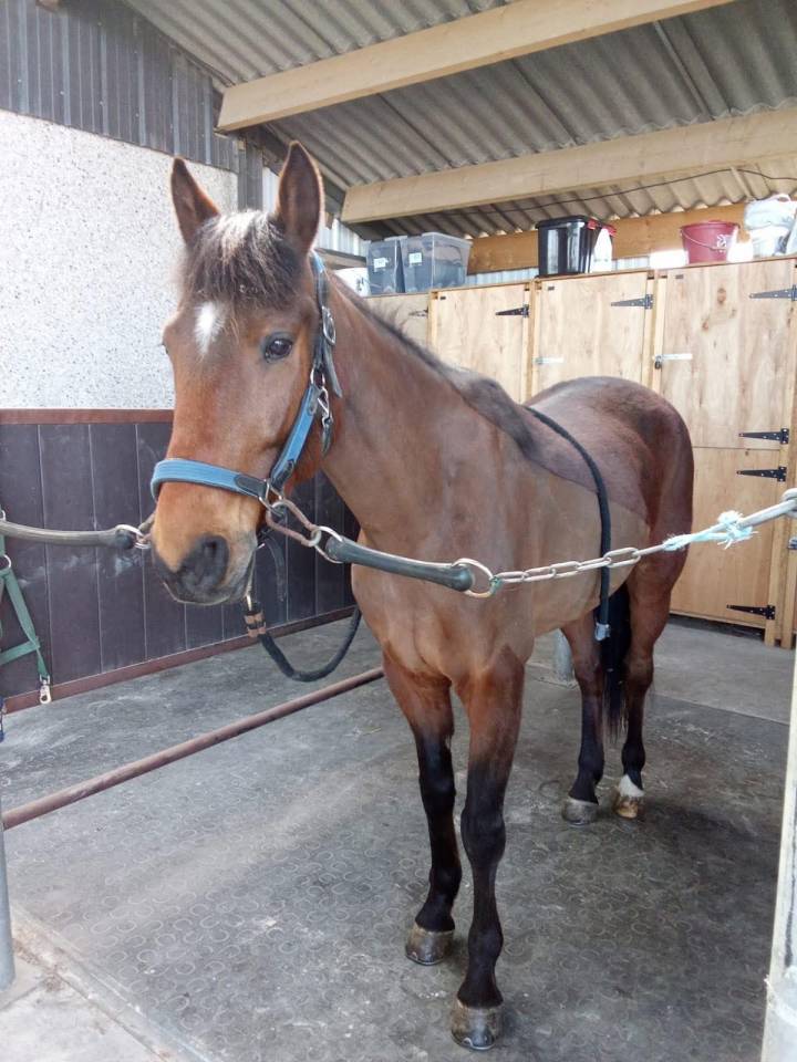 Trotteur français de 8 ans 