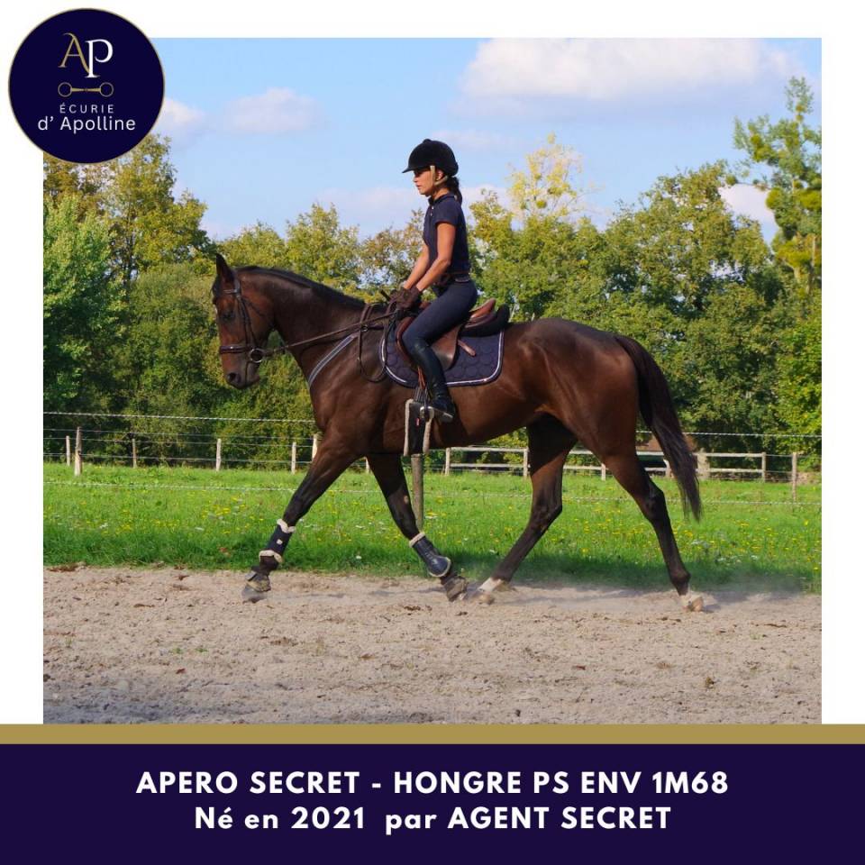 Hongre 4 ans env 1m67