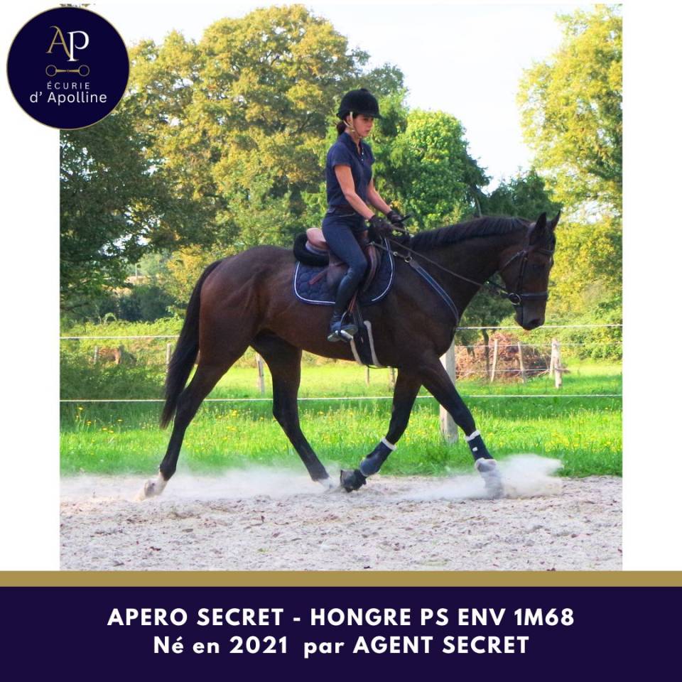 Hongre 4 ans env 1m67