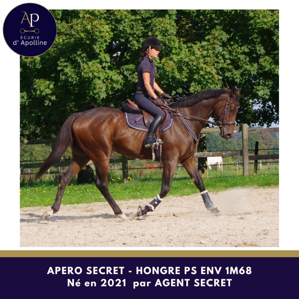 Hongre 4 ans env 1m67