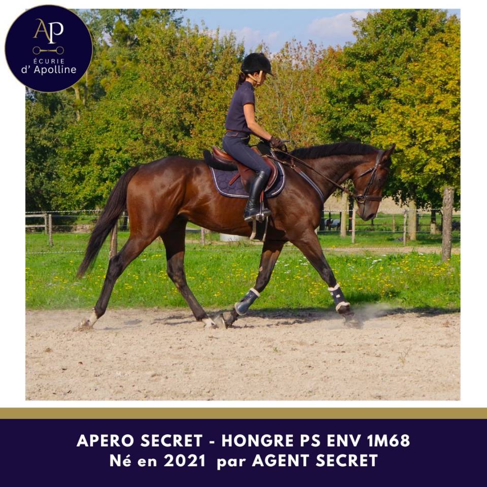 Hongre 4 ans env 1m67