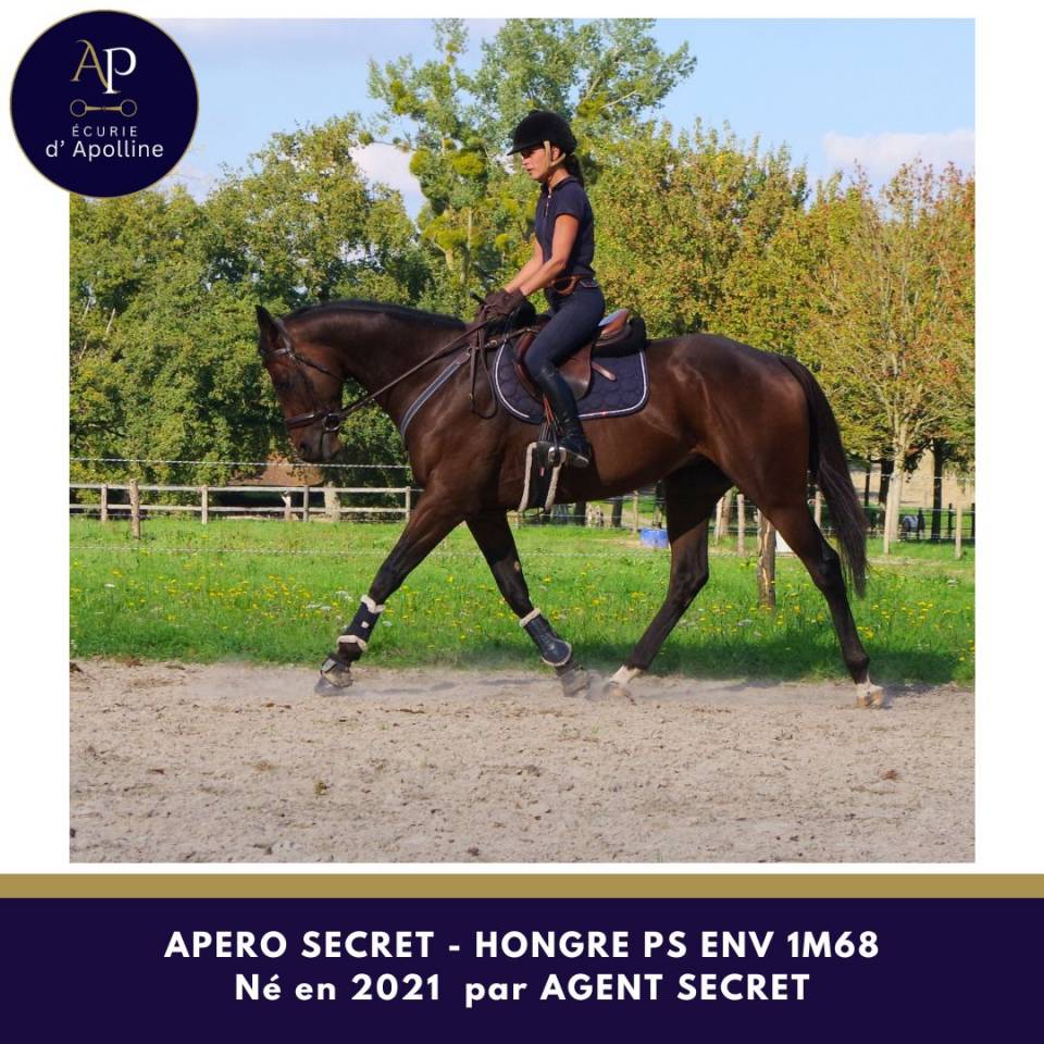 Hongre 4 ans env 1m67