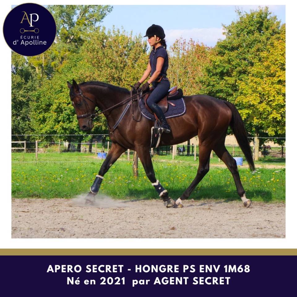 Hongre 4 ans env 1m67