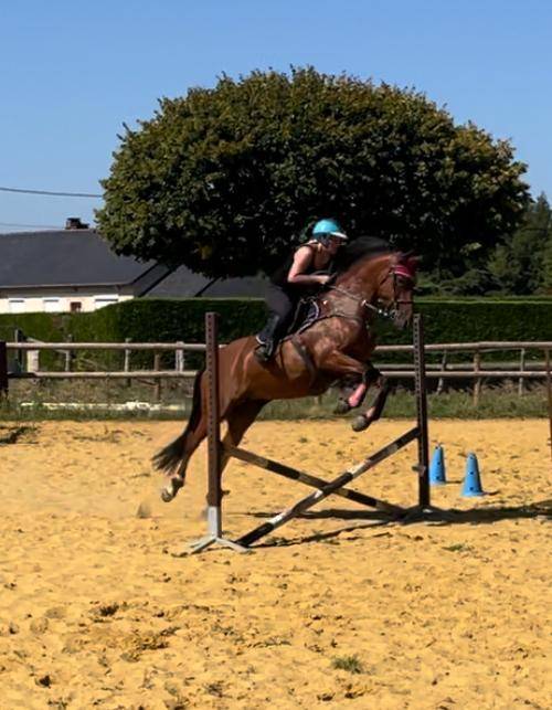 Jolie jument Poney Français de Selle, 7 ans