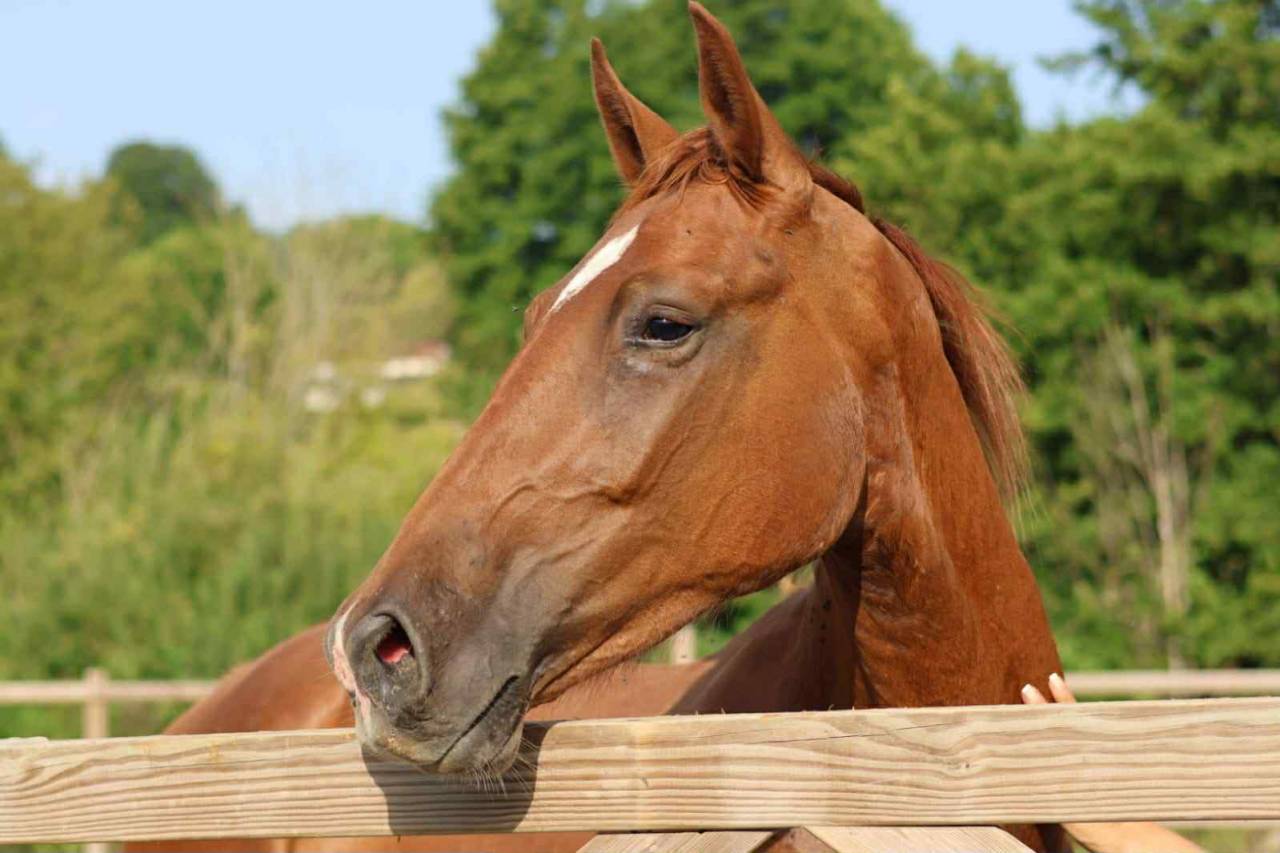 Hongre 2 ans Vidar x Cecotto’s As