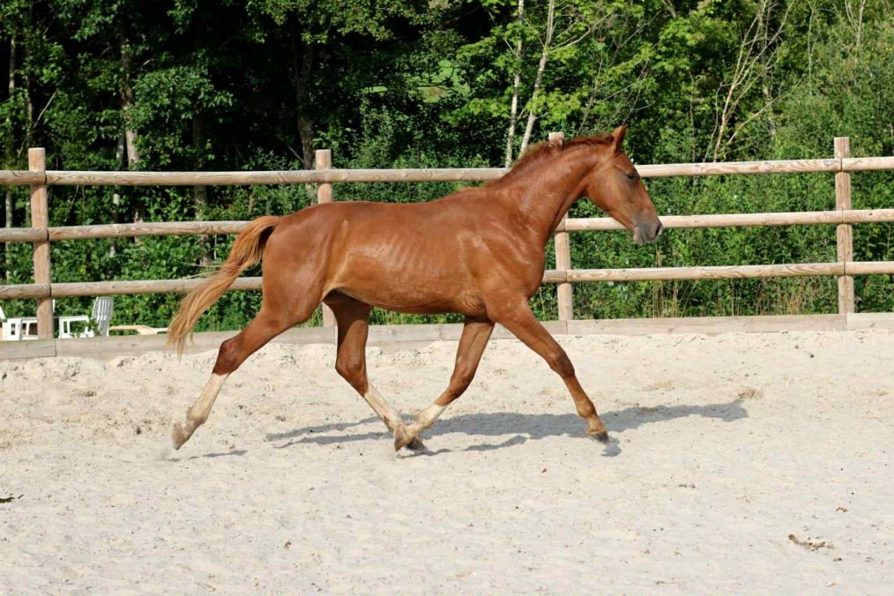 Hongre 2 ans Vidar x Cecotto’s As