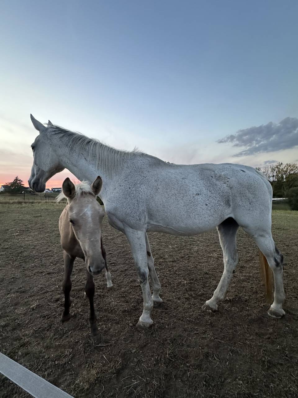 Anahis du Madras pleine pour 2026