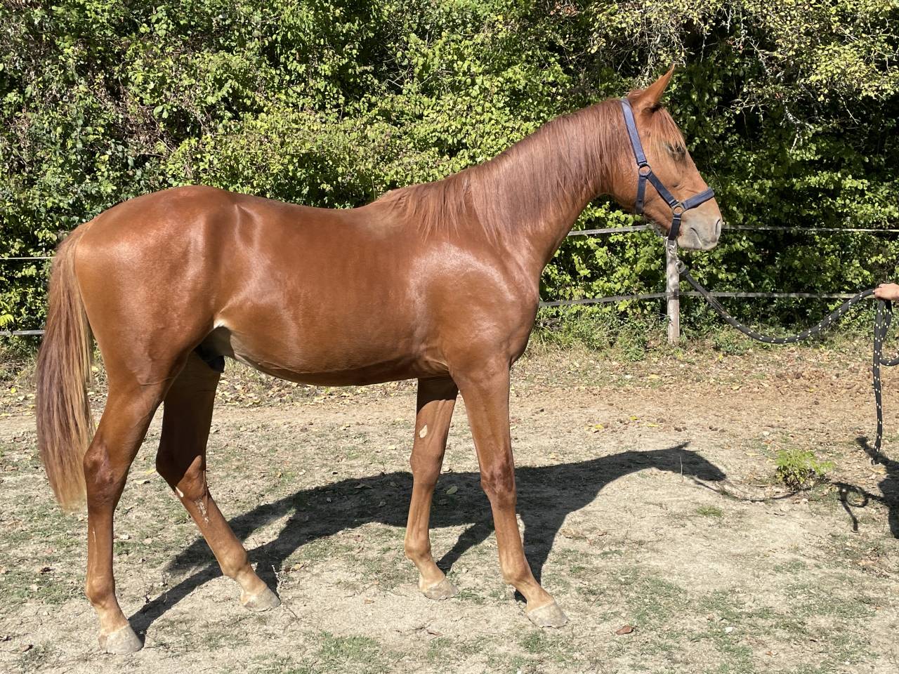 Superbe Poulain 1an1/2 SF par Pegase Van't Ruytershof