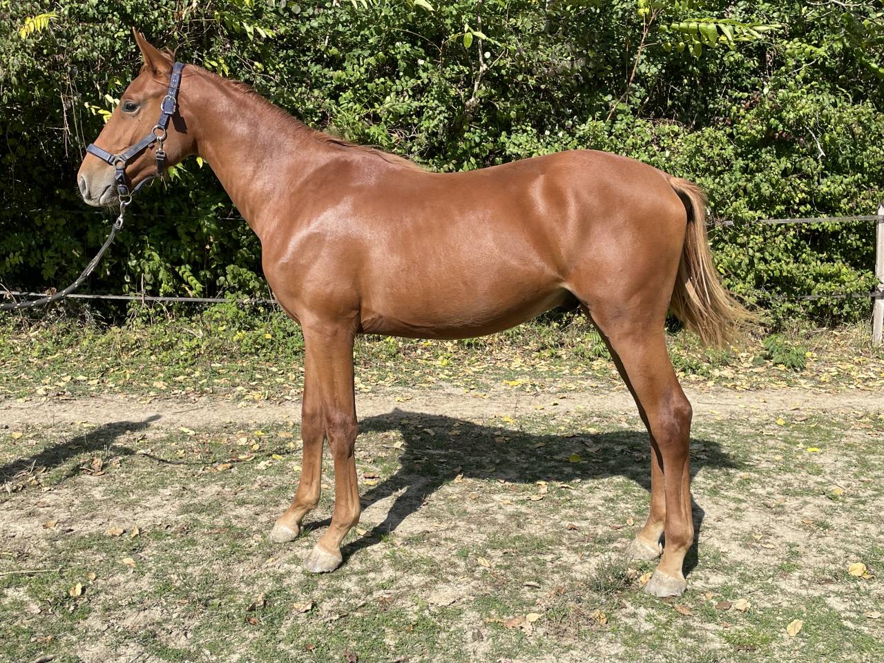 Superbe Poulain 1an1/2 SF par Pegase Van't Ruytershof