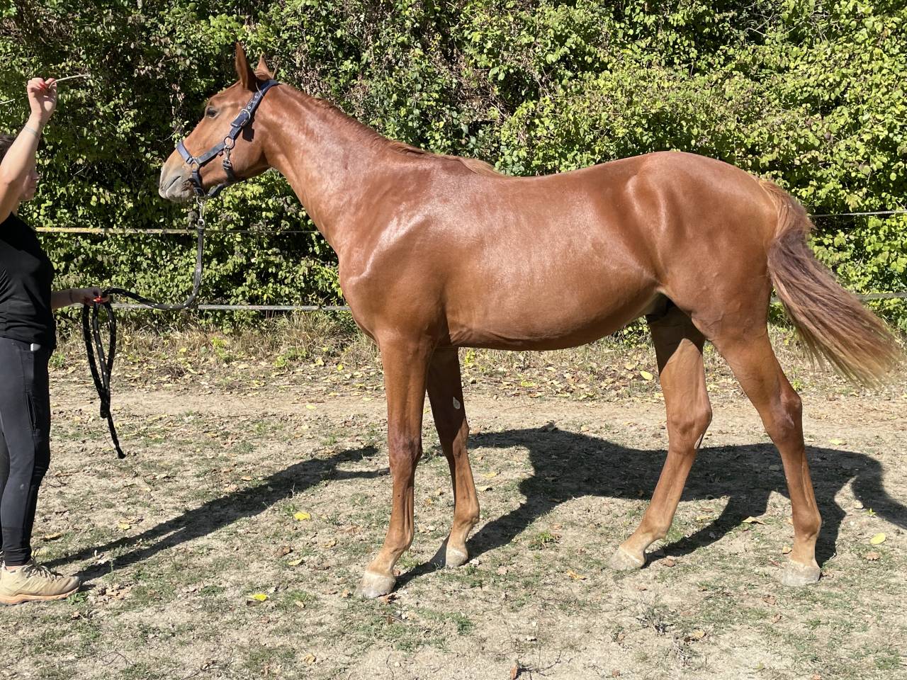 Superbe Poulain 1an1/2 SF par Pegase Van't Ruytershof