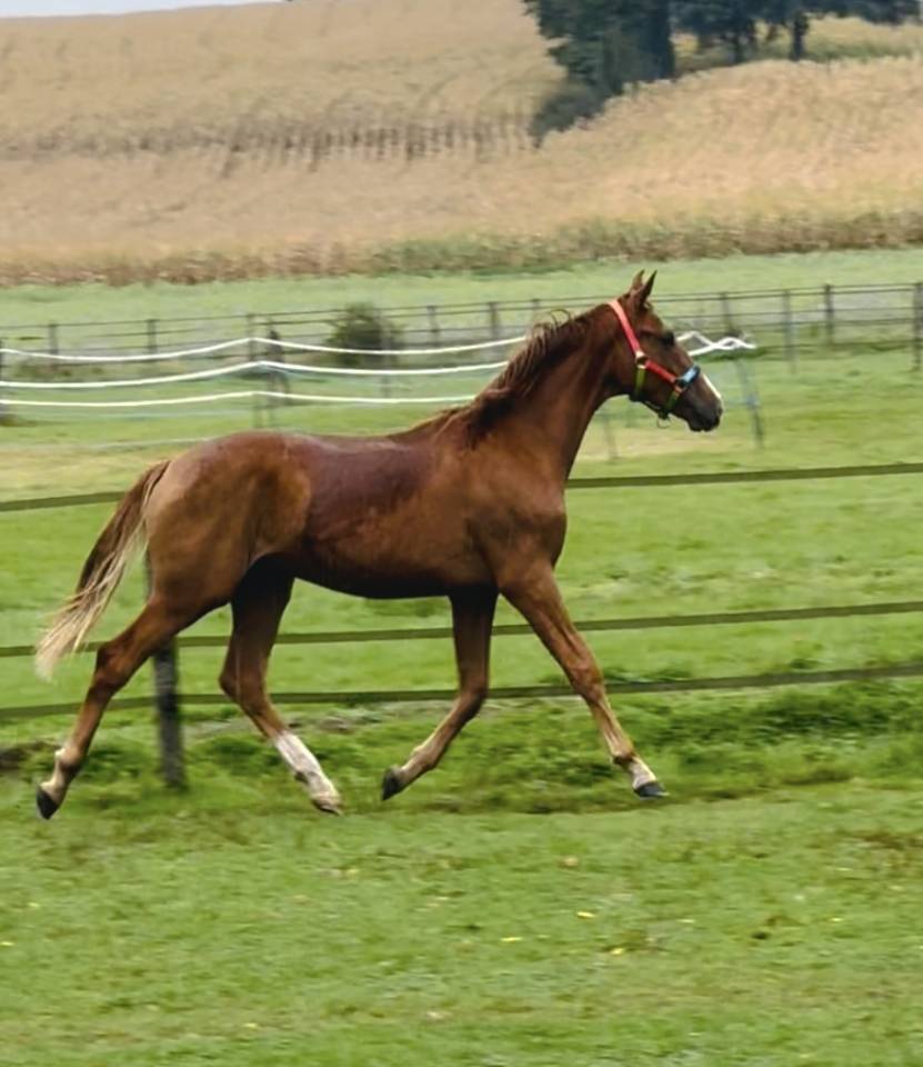 Poulain dressage X sir donnerhall