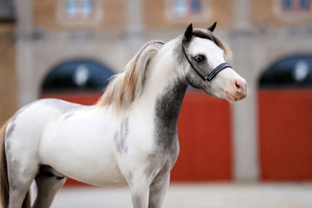 Cheval miniature AMHA