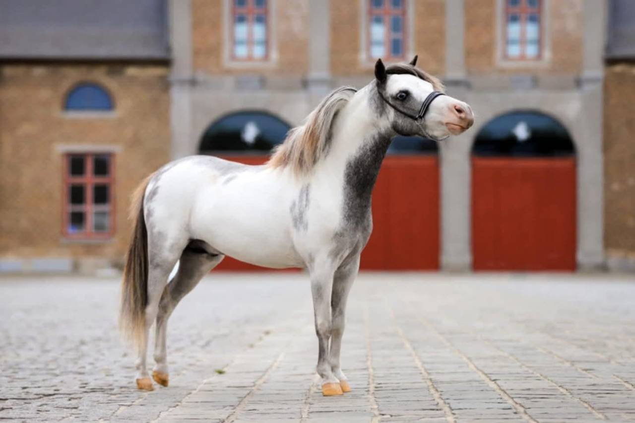 Cheval miniature AMHA