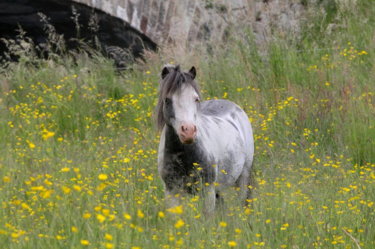 Cheval miniature AMHA