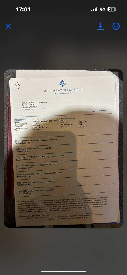 Cheval miniature AMHA