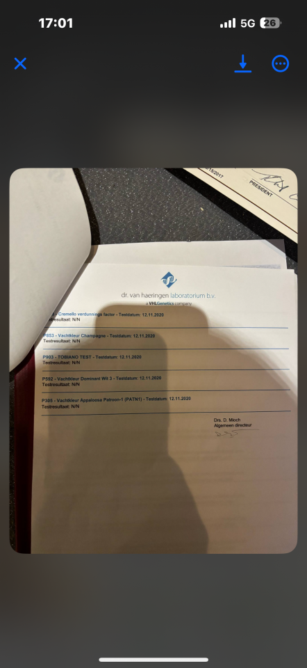 Cheval miniature AMHA