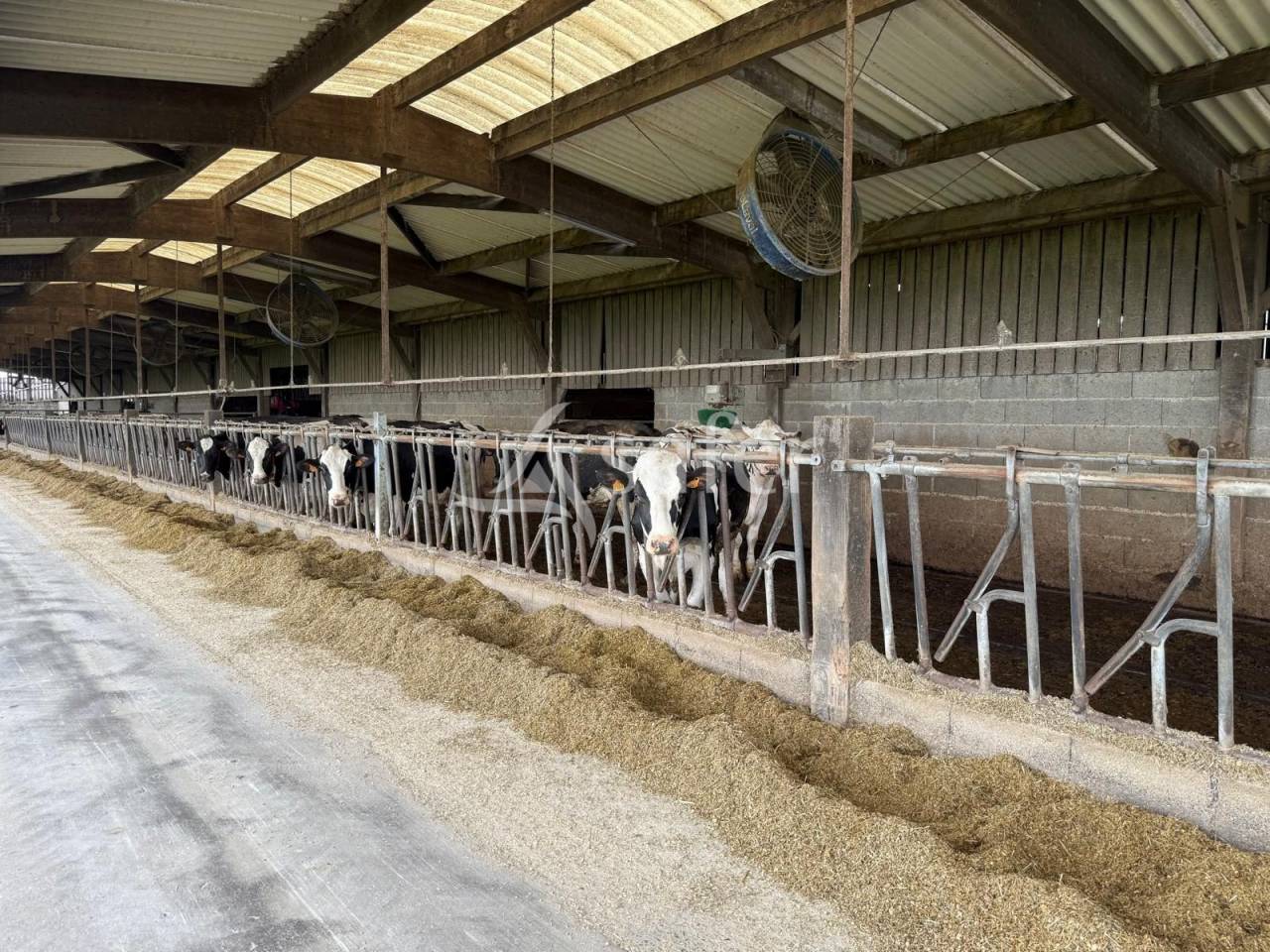 Exploitation laitière avec excellente génétique sur 142 ha de