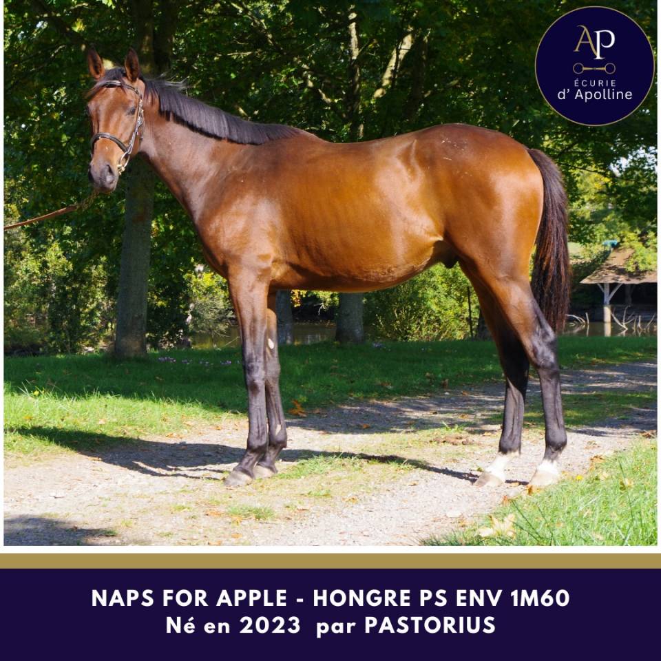 Jeune cheval issu famille obstacle pour bonne maison
