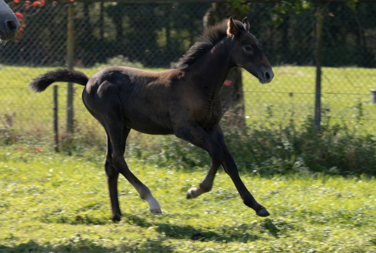 Foal SBS petit fils de Garfield de Tiji des Templiers