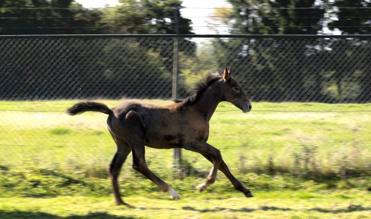 Foal SBS petit fils de Garfield de Tiji des Templiers