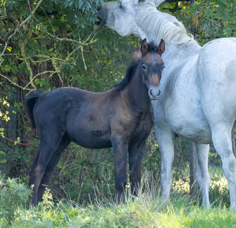 Foal SBS petit fils de Garfield de Tiji des Templiers