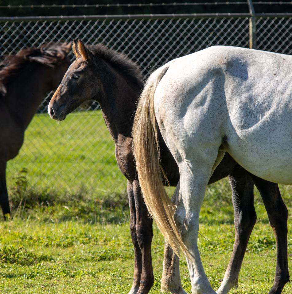 Foal SBS petit fils de Garfield de Tiji des Templiers