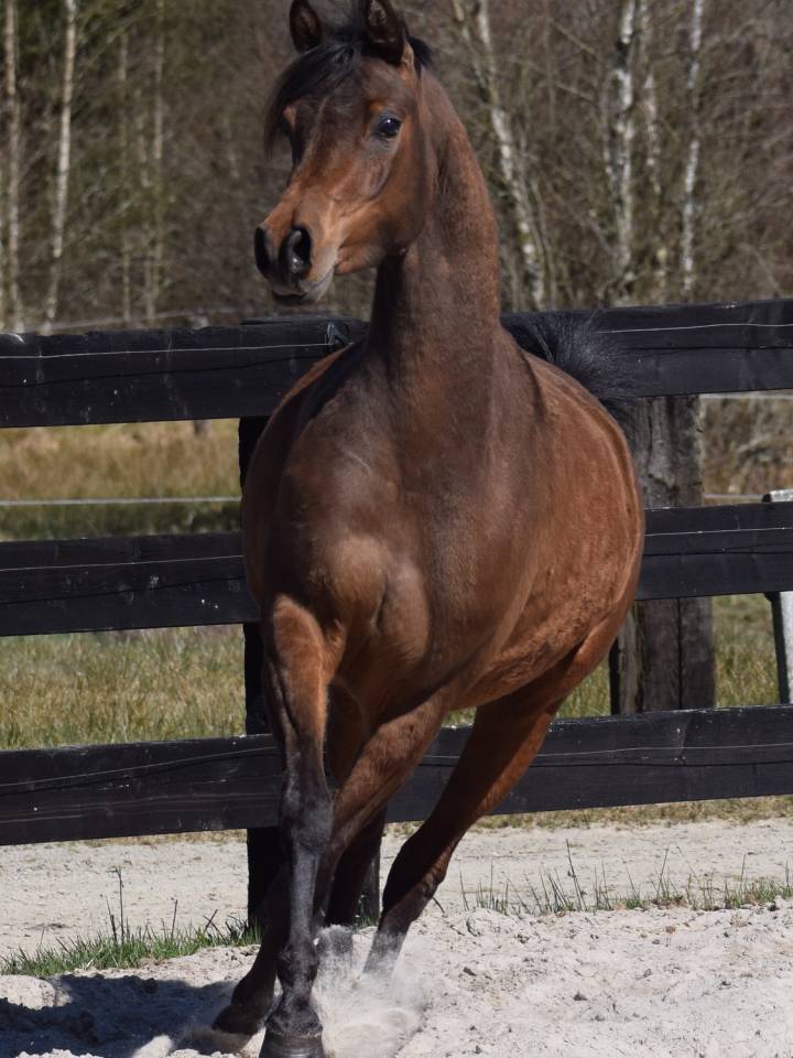 Jument pur sang arabe 