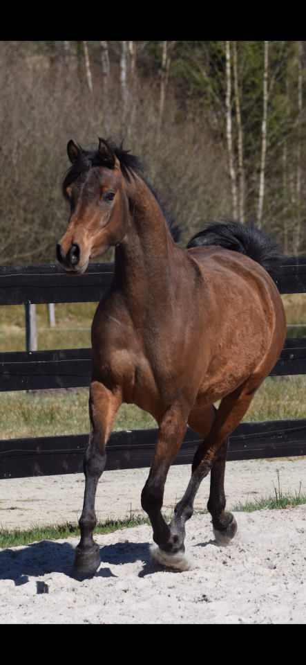 Jument pur sang arabe 