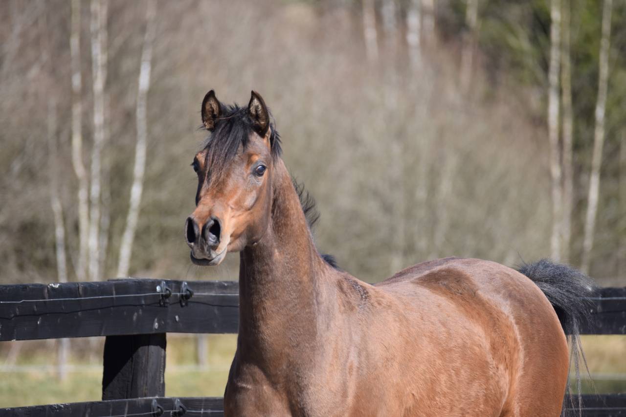 Jument pur sang arabe 