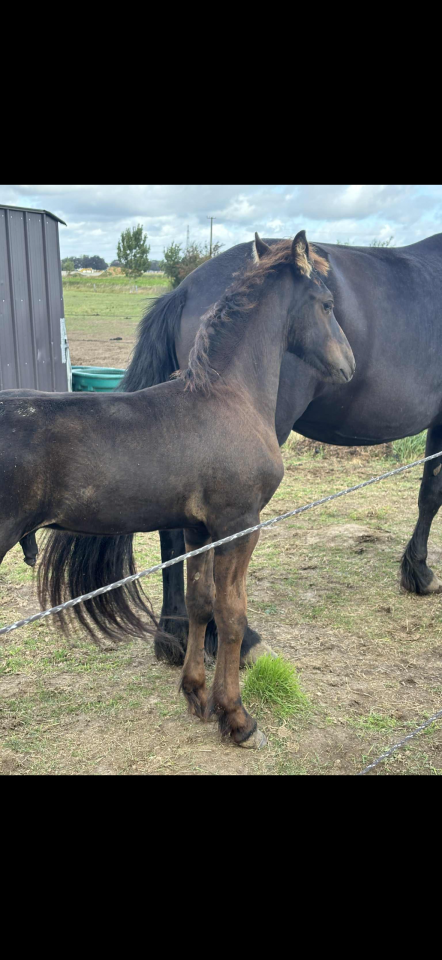 Poulain frison et pouliche irish cob a vendre