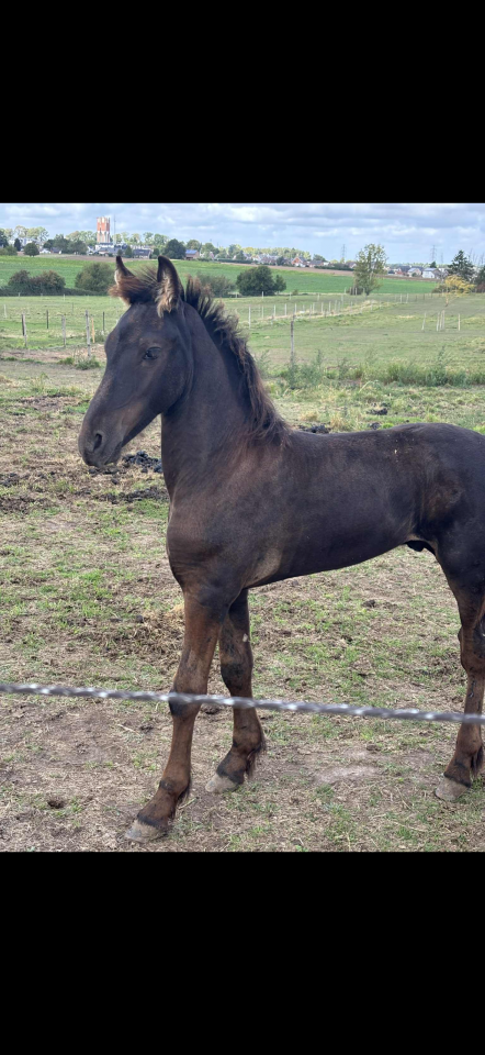 Poulain frison et pouliche irish cob a vendre