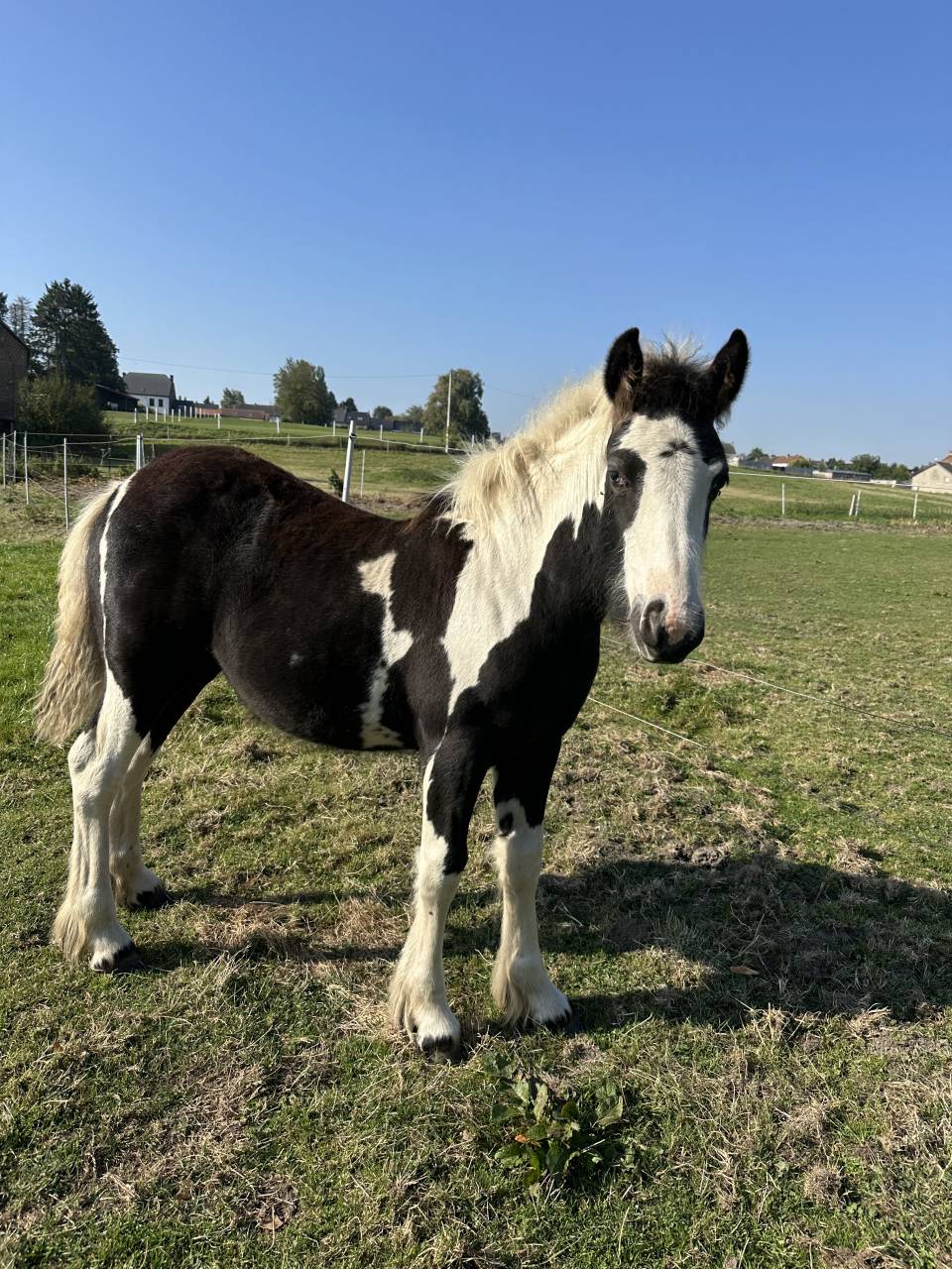 Poulain frison et pouliche irish cob a vendre