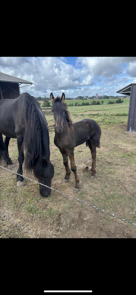 Poulain frison et pouliche irish cob a vendre