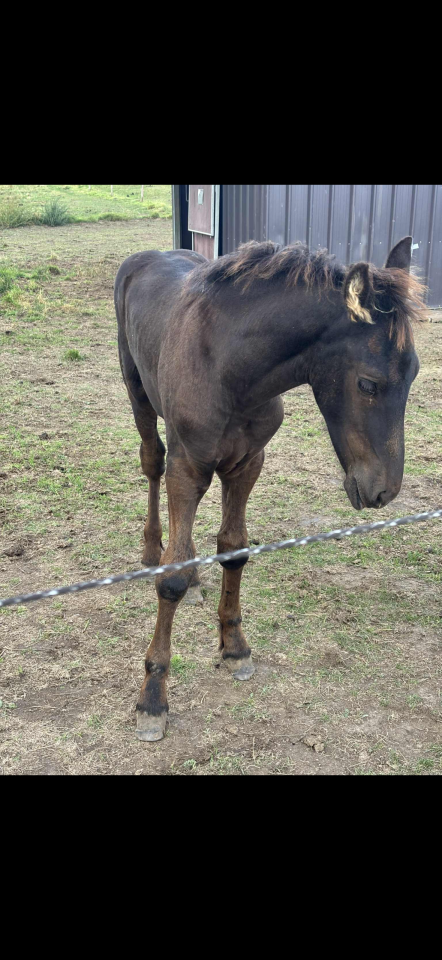 Poulain frison et pouliche irish cob a vendre