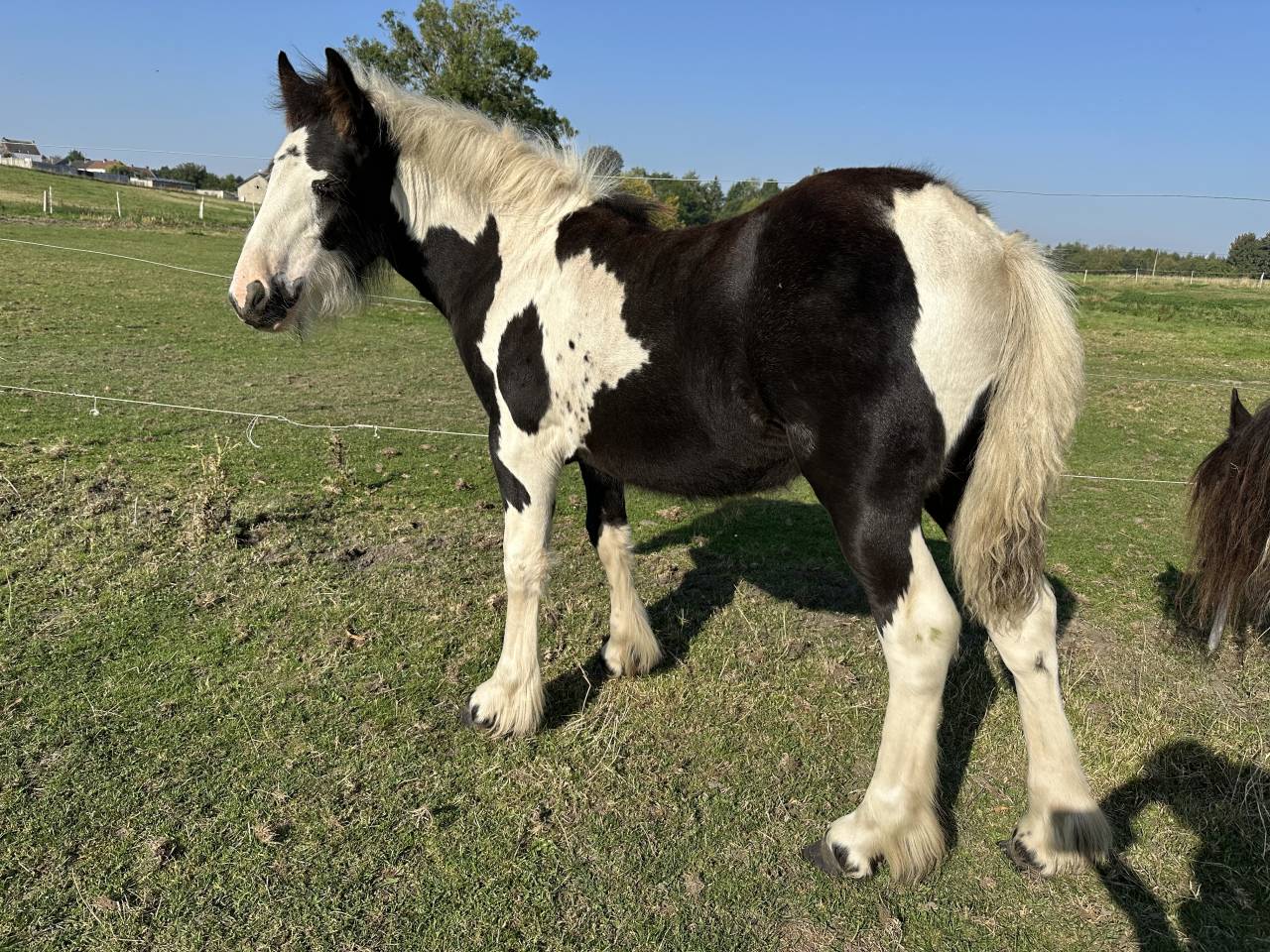 Poulain frison et pouliche irish cob a vendre