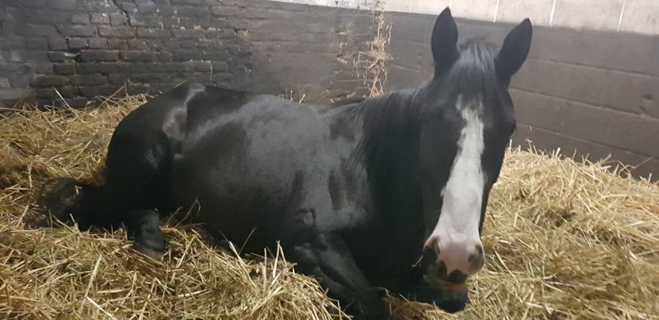 ? Black Diamond – beauté caractère complicité au rdv