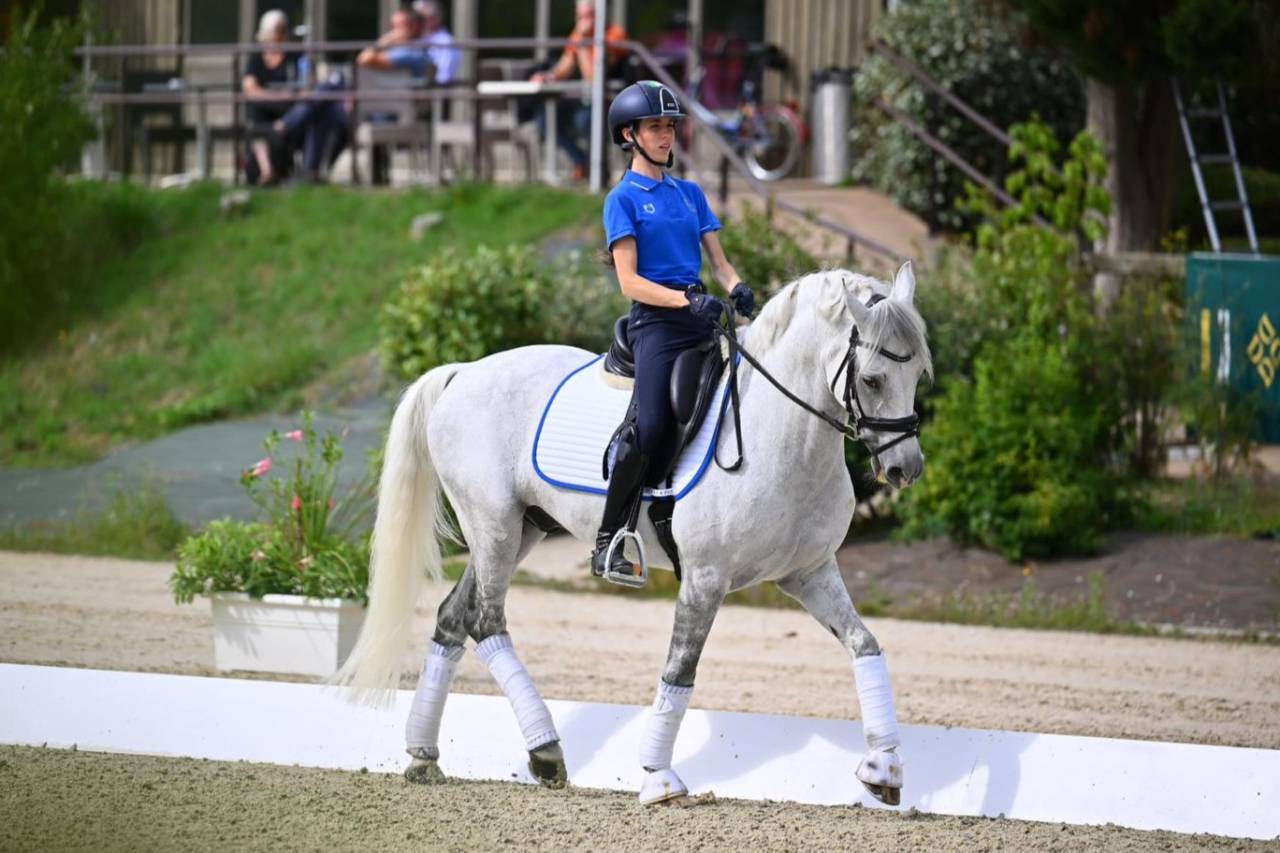 Hongre PFS Poney Français de Selle A vendre 2008 Gris par MINOTAUROS